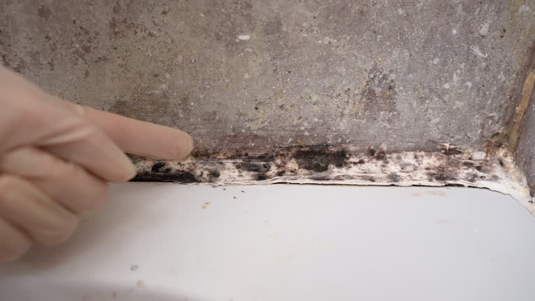 Best Asbestos and Lead Testing During Mold Inspection  in USA